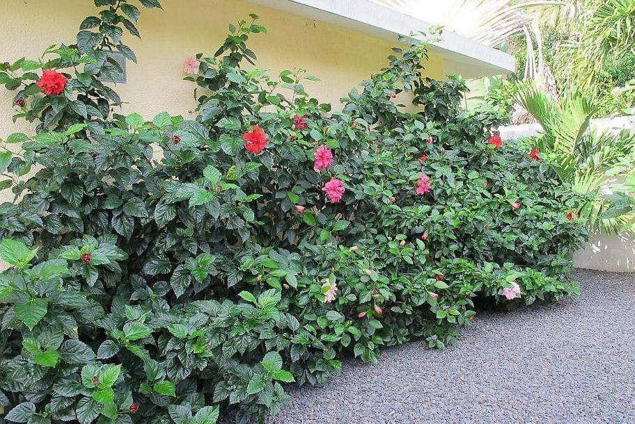 Villa Des Frangipanes لا جاوليتي المظهر الخارجي الصورة